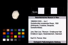 Foto (Objekt + Etikett) von Goniodromites complanatus (Reuss, 1858)  (NHMW-GEO-1990-0041-2505)